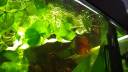 Gourami Nain